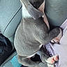 puppy, dog, sleeping, car_seat, lap, cozy, pet, animal, fur, cute, resting, indoors, relaxed, young_dog, paw, snout, ear, side_view, casual, comfort