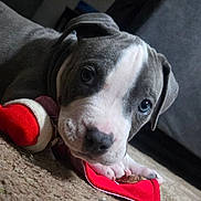 Dray Drizzle joined the competition — help win amazing prizes! animal, carpet, closeup, cozy, cute, dog, ears, floor, gray, indoor, looking, nose, paw, pet, playful, portrait, puppy, toy, white, young