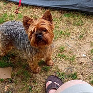 Malice a rejoint le concours — aidez-le/la à gagner de superbes lots ! animal, brown_dog, canine, casual, curly_fur, daytime, dog, footwear, fur, grass, looking_up, nature, outdoor, patchy_grass, person_leg, pet, sandals, small_dog, summer, tent