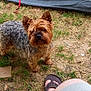 animal, brown_dog, canine, casual, curly_fur, daytime, dog, footwear, fur, grass, looking_up, nature, outdoor, patchy_grass, person_leg, pet, sandals, small_dog, summer, tent