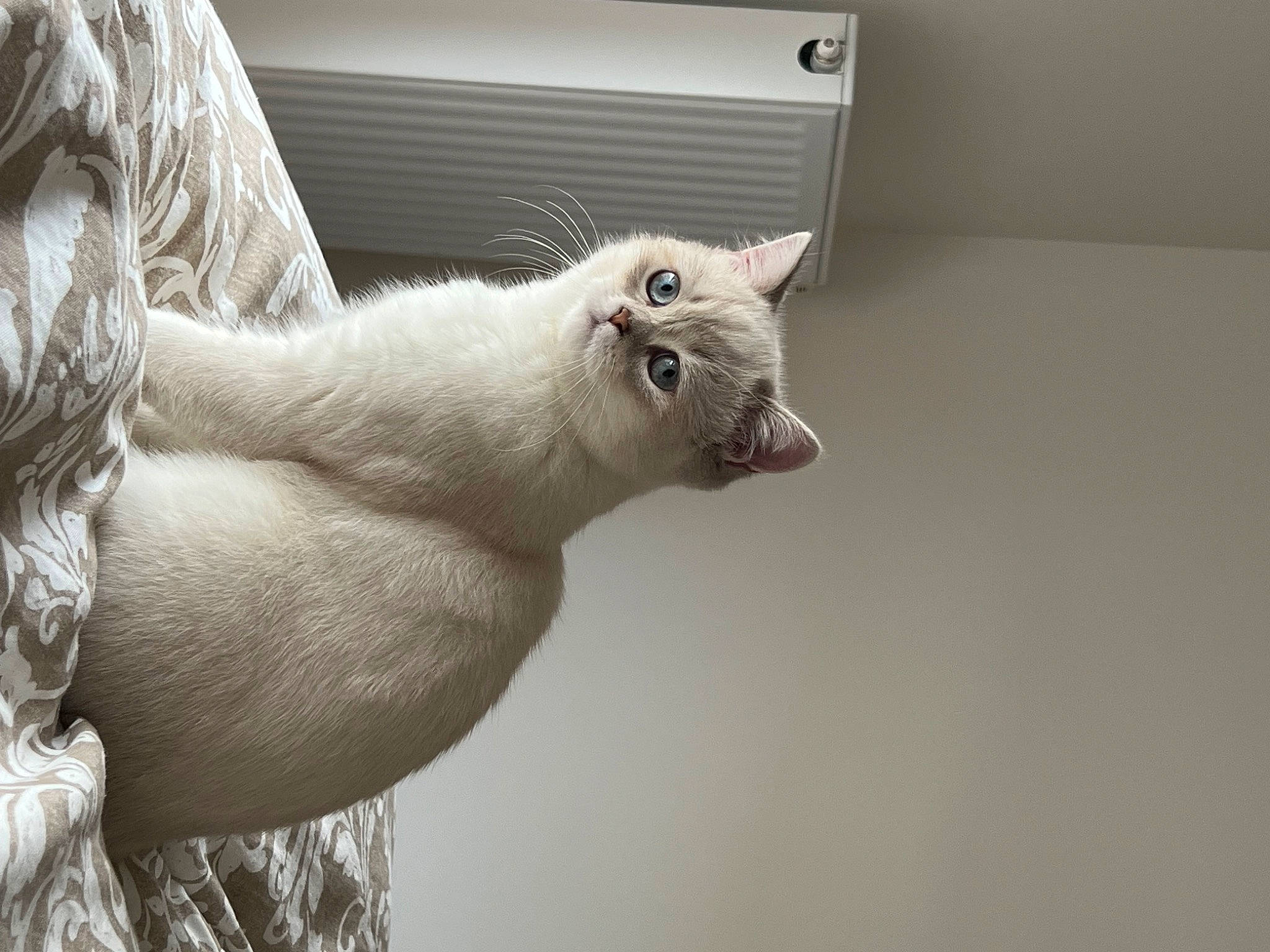 Bibou a rejoint le concours — aidez-le/la à gagner de superbes lots ! carnivore, cat, claw, comfort, ear, eyelash, felidae, fur, gesture, grey, monochrome, monochrome_photography, paw, small_to_medium_sized_cats, snout, tail, terrestrial_animal, whiskers