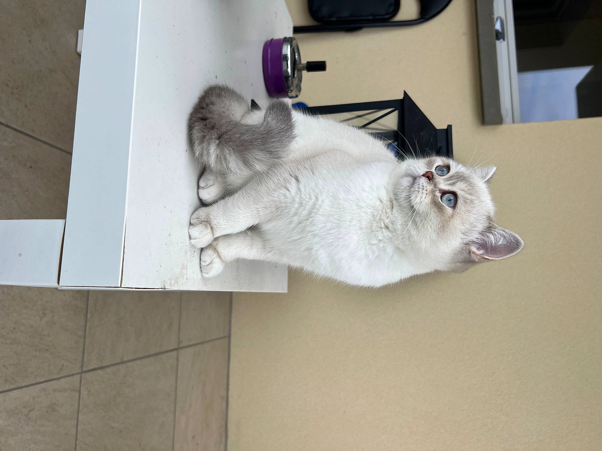 Bibou participe au concours pour gagner de l'argent avec cette photo : canidae, carnivore, companion_dog, dog_breed, domestic_short_haired_cat, fawn, felidae, flooring, fur, grey, non_sporting_group, paw, room, small_to_medium_sized_cats, snout, sporting_group, tail, whiskers, wood