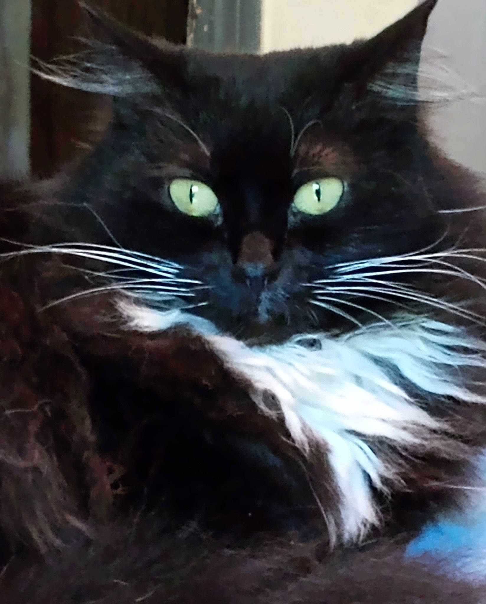 Star is registered to the contest to win money with this photo: art, black_cat, carnivore, cat, claw, domestic_short_haired_cat, electric_blue, felidae, fur, illustration, iris, small_to_medium_sized_cats, snout, tail, terrestrial_animal, water, whiskers, wildlife, window