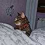 cat, tabby, collar, blanket, bed, indoor, sleeping, pet, feline, cozy, patterned, paws, resting, curtains, dreamcatcher, purple_wall, home, comfort, domestic_animal, furniture