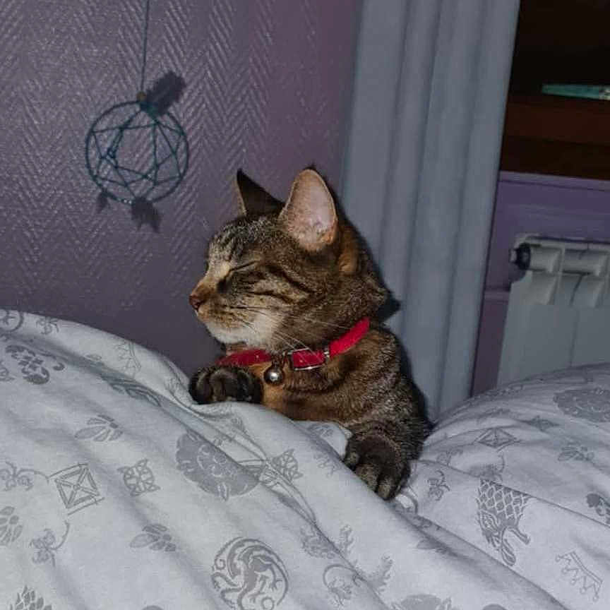 Miette participe au concours pour gagner de l'argent avec cette photo : bed, blanket, cat, collar, comfort, cozy, curtains, domestic_animal, dreamcatcher, feline, furniture, home, indoor, patterned, paws, pet, purple_wall, resting, sleeping, tabby