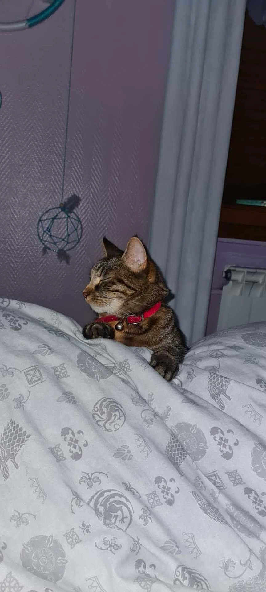 Miette participe au concours pour gagner de l'argent avec cette photo : cat, tabby, collar, blanket, bed, indoor, sleeping, pet, feline, cozy, patterned, paws, resting, curtains, dreamcatcher, purple_wall, home, comfort, domestic_animal, furniture