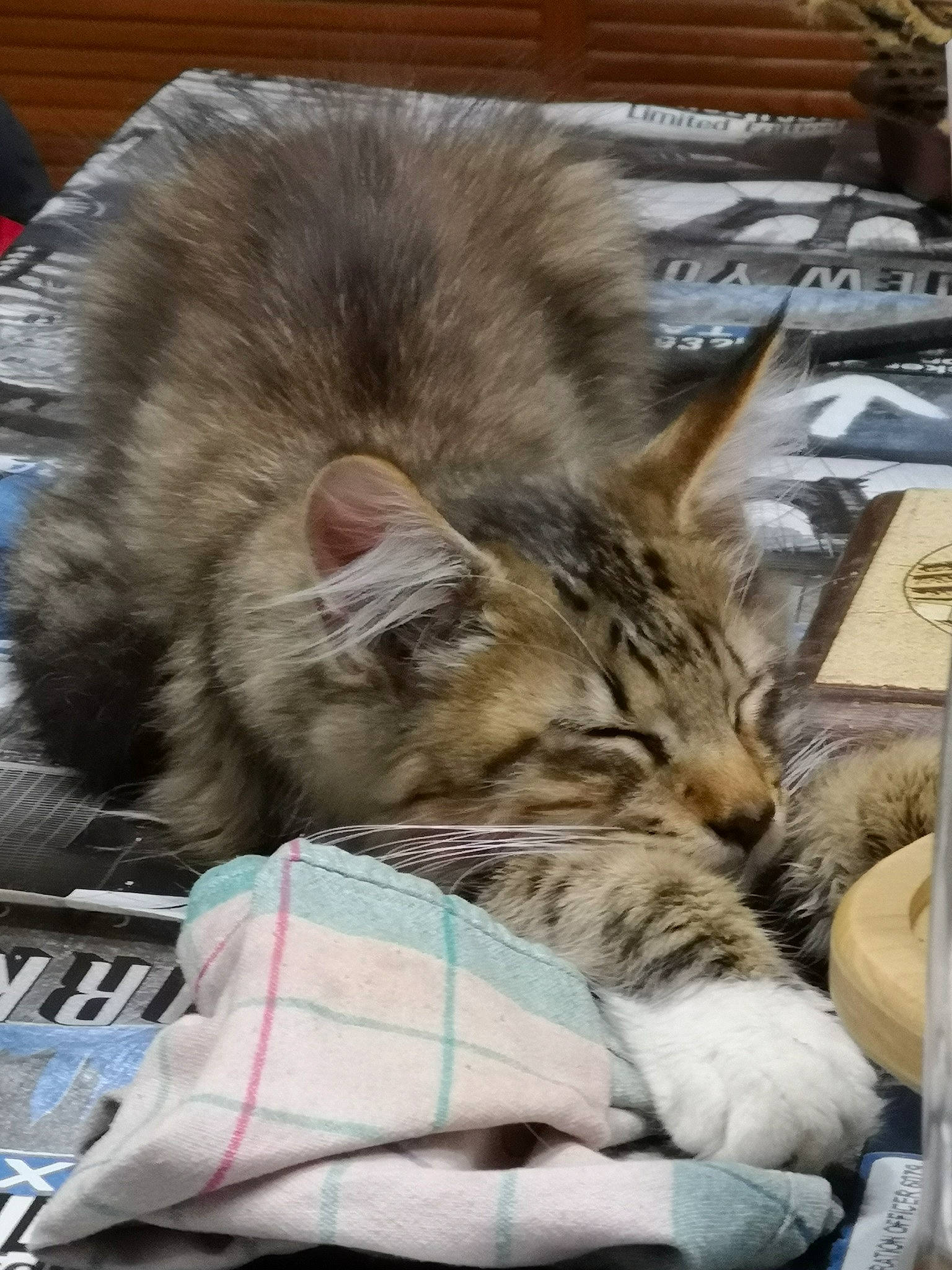 Pixel participe au concours pour gagner de l'argent avec cette photo : american_shorthair, asian, carnivore, cat, domestic_short_haired_cat, dragon_li, european_shorthair, felidae, fur, kitten, maine_coon, mammal, nap, norwegian_forest_cat, pixie_bob, siberian, sleep, small_to_medium_sized_cats, tabby_cat, whiskers