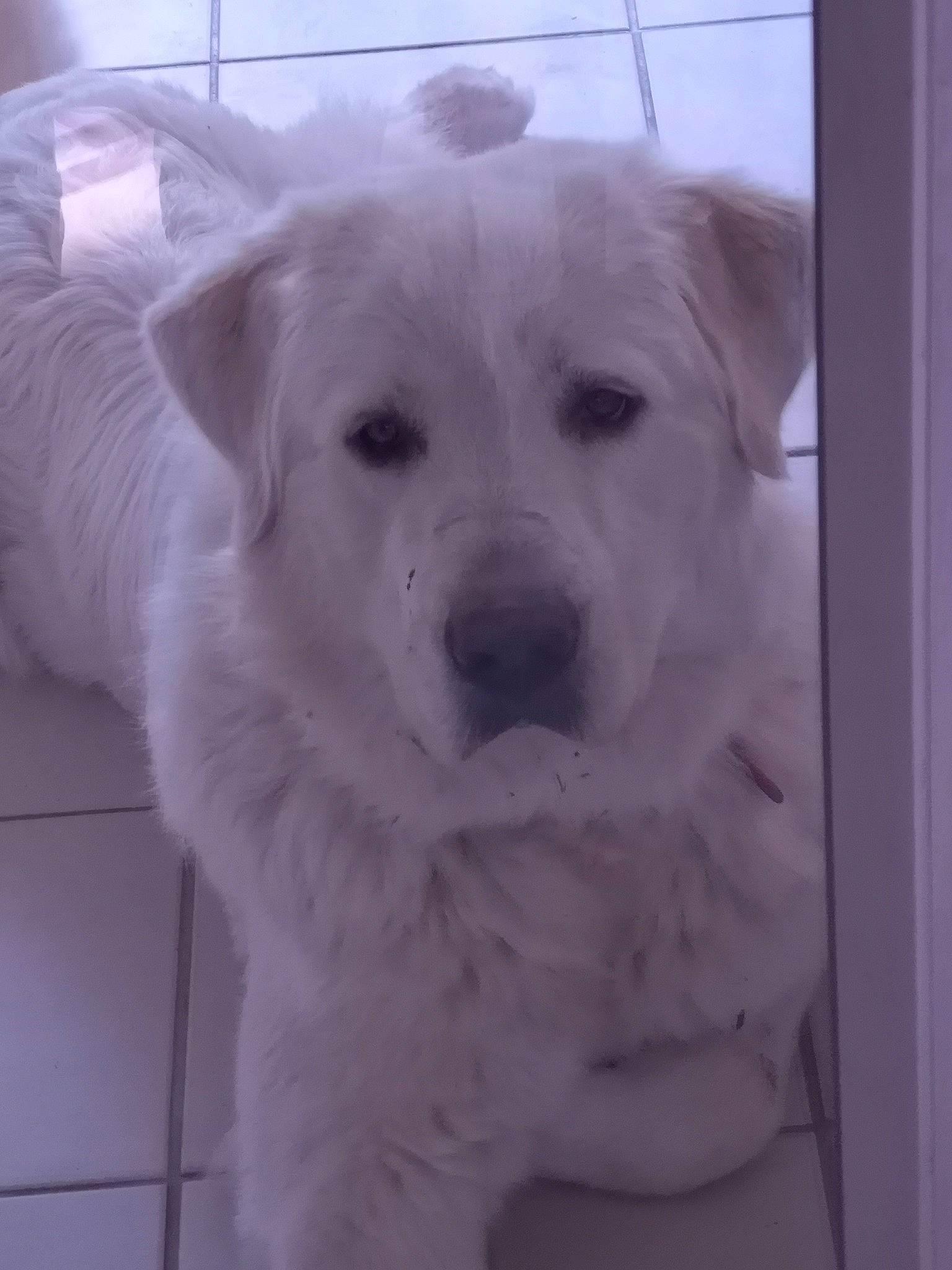 Chipper participe au concours pour gagner de l'argent avec cette photo : akbash_dog, berger_blanc_suisse, canidae, carnivore, companion_dog, dog, dog_breed, great_pyrenees, kintamani, kuvasz, labrador_retriever, mammal, maremma_sheepdog, nose, rare_breed_dog, retriever, slovak_cuvac, sporting_group, vertebrate, white