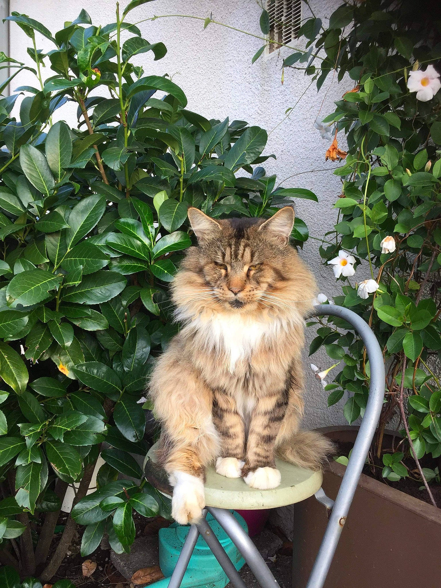 Eros participe au concours pour gagner de l'argent avec cette photo : asian_semi_longhair, british_semi_longhair, carnivore, cat, domestic_long_haired_cat, european_shorthair, fawn, felidae, flower, fur, maine_coon, mammal, norwegian_forest_cat, plant, shrub, siberian, small_to_medium_sized_cats, tree, whiskers, wild_cat