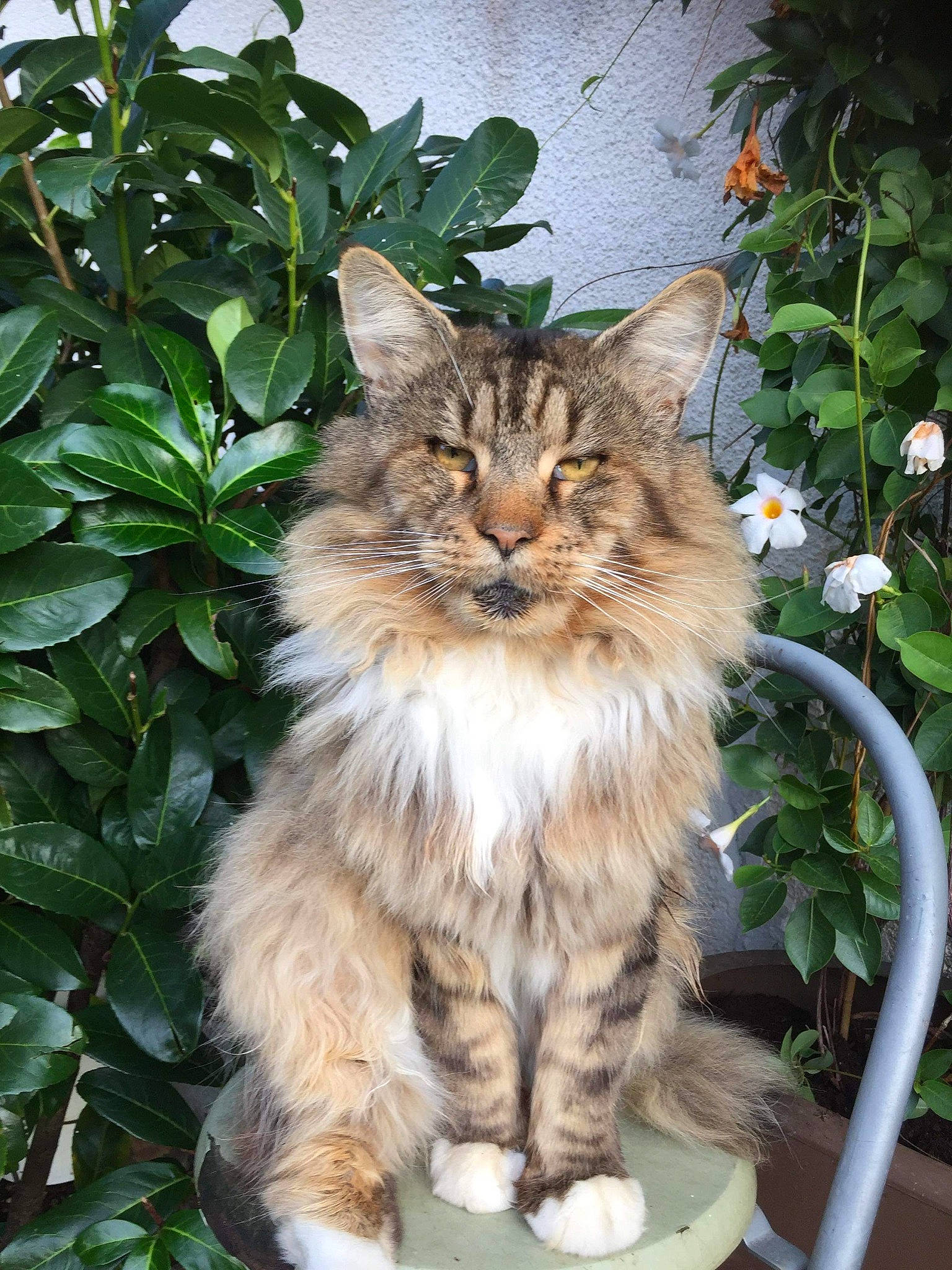 Eros a rejoint le concours — aidez-le/la à gagner de superbes lots ! asian_semi_longhair, british_semi_longhair, carnivore, cat, cymric, domestic_long_haired_cat, european_shorthair, felidae, kurilian_bobtail, maine_coon, mammal, norwegian_forest_cat, plant, ragamuffin, siberian, small_to_medium_sized_cats, tabby_cat, vertebrate, whiskers, wild_cat