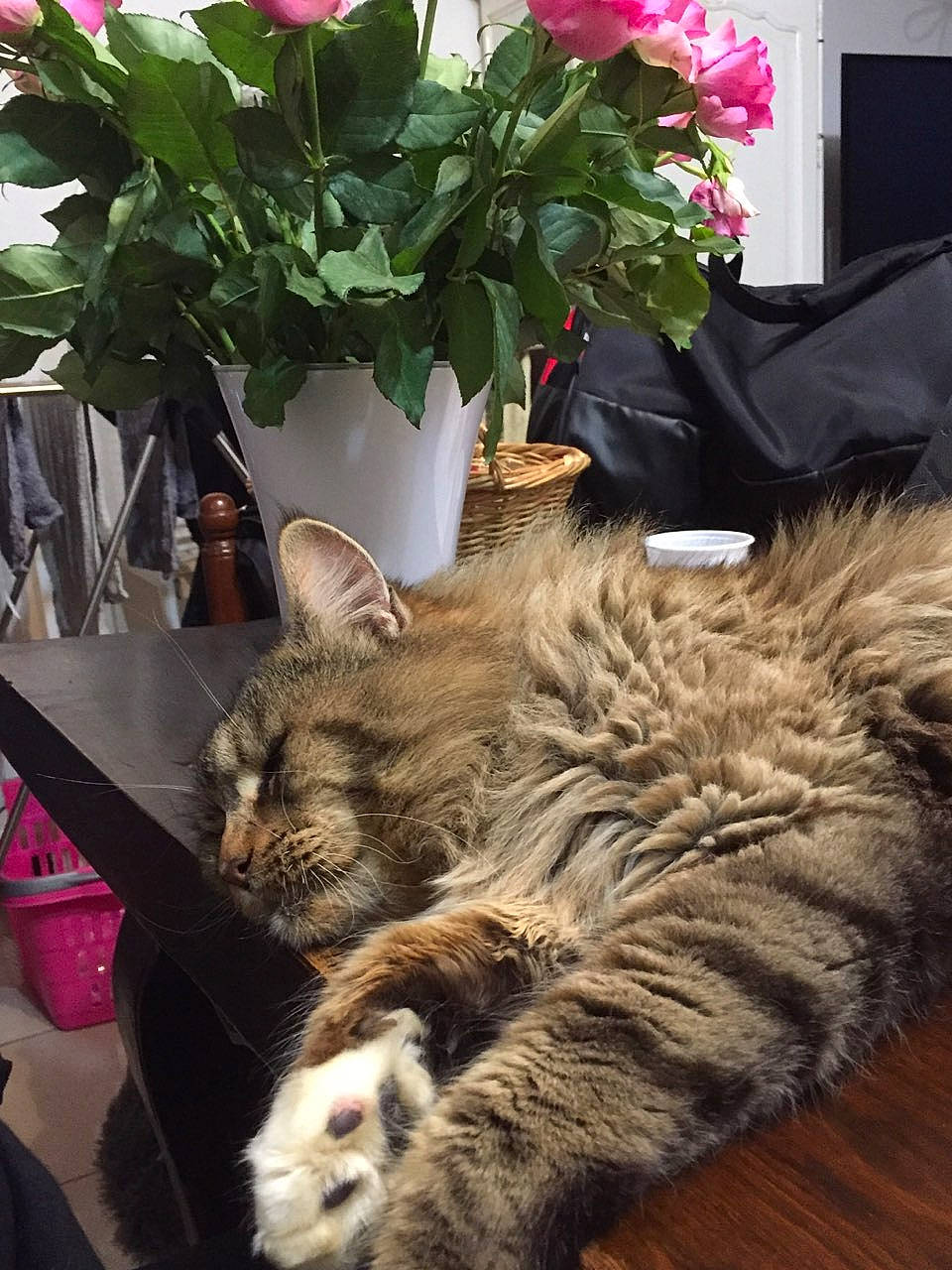 Eros a rejoint le concours — aidez-le/la à gagner de superbes lots ! carnivore, cat, domestic_long_haired_cat, domestic_short_haired_cat, dragon_li, european_shorthair, felidae, flower, fur, maine_coon, norwegian_forest_cat, plant, small_to_medium_sized_cats, tabby_cat, whiskers