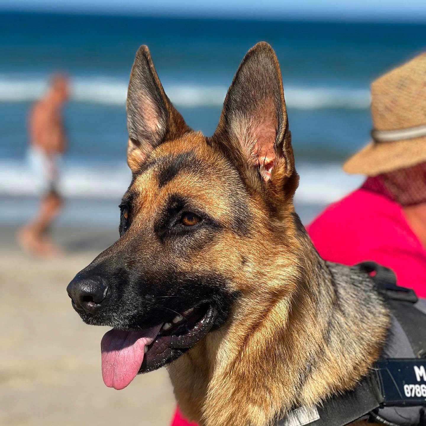 Max a rejoint le concours — aidez-le/la à gagner de superbes lots ! animal, canine, dog, germanshepherd, nature, outdoors, pet, policedog, puppy, sea, water