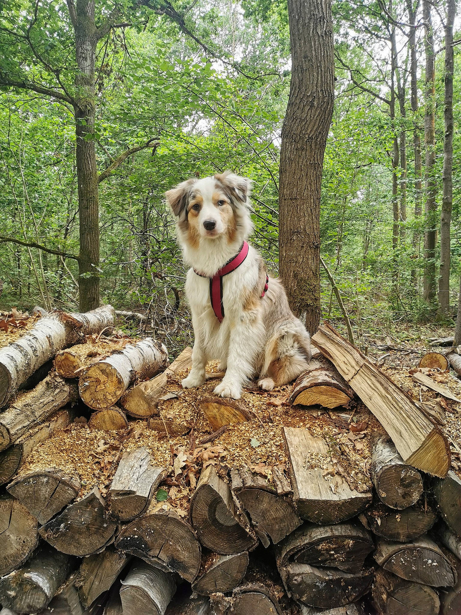 Maé participe au concours pour gagner de l'argent avec cette photo : adventure, australian_shepherd, canidae, carnivore, dog, dog_breed, forest, labradoodle, plant, rock, sporting_group, tree, woodland, working_dog