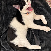 Oreo joined the competition — help win amazing prizes! cat, black_and_white, yawning, collar, bell, pet, animal, cute, feline, lying_down, blanket, cozy, soft, indoor, closeup, sleepy, relaxed, whiskers, paw, fur