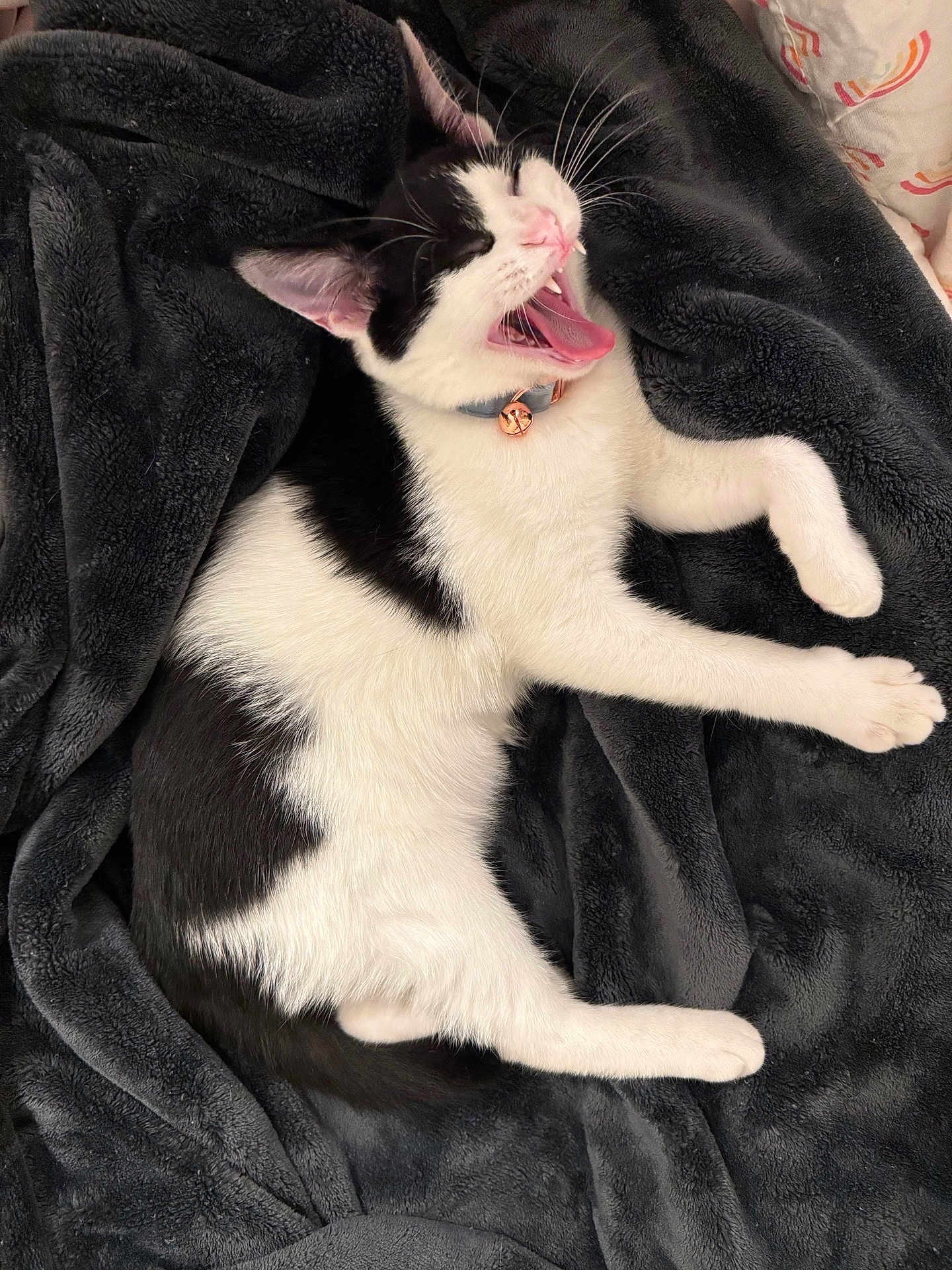 Oreo
