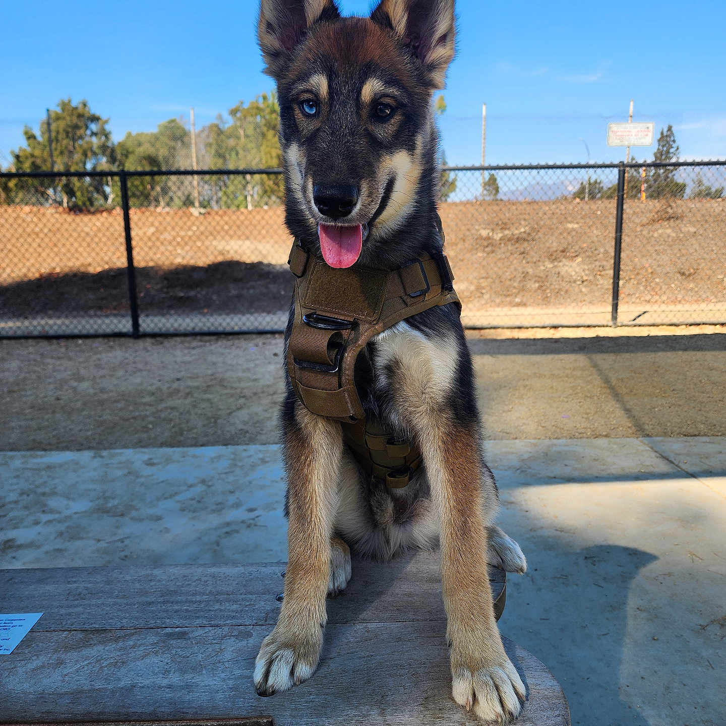 Asher joined the competition — help win amazing prizes! accessories, animal, canine, dog, flagstone, germanshepherd, handrail, harness, hound, husky, leash, path, pet, plywood, policedog, puppy, slate, strap, walkway, wood