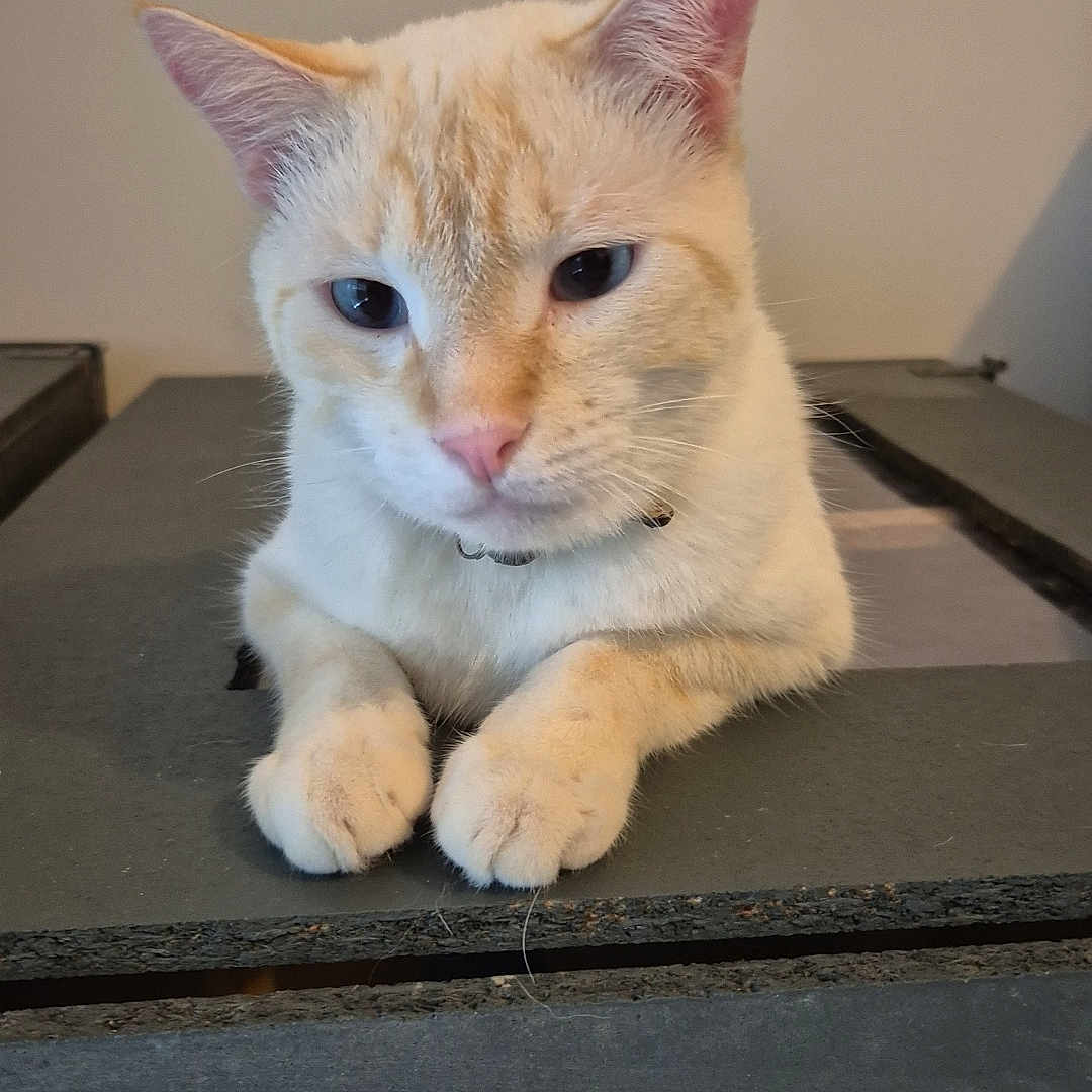 Salsa a rejoint le concours — aidez-le/la à gagner de superbes lots ! abyssinian, accessories, angora, animal, cat, computer, electronics, furniture, hardwood, kitten, laptop, manx, pc, pet, plywood, siamese, slate, strap, table, wood