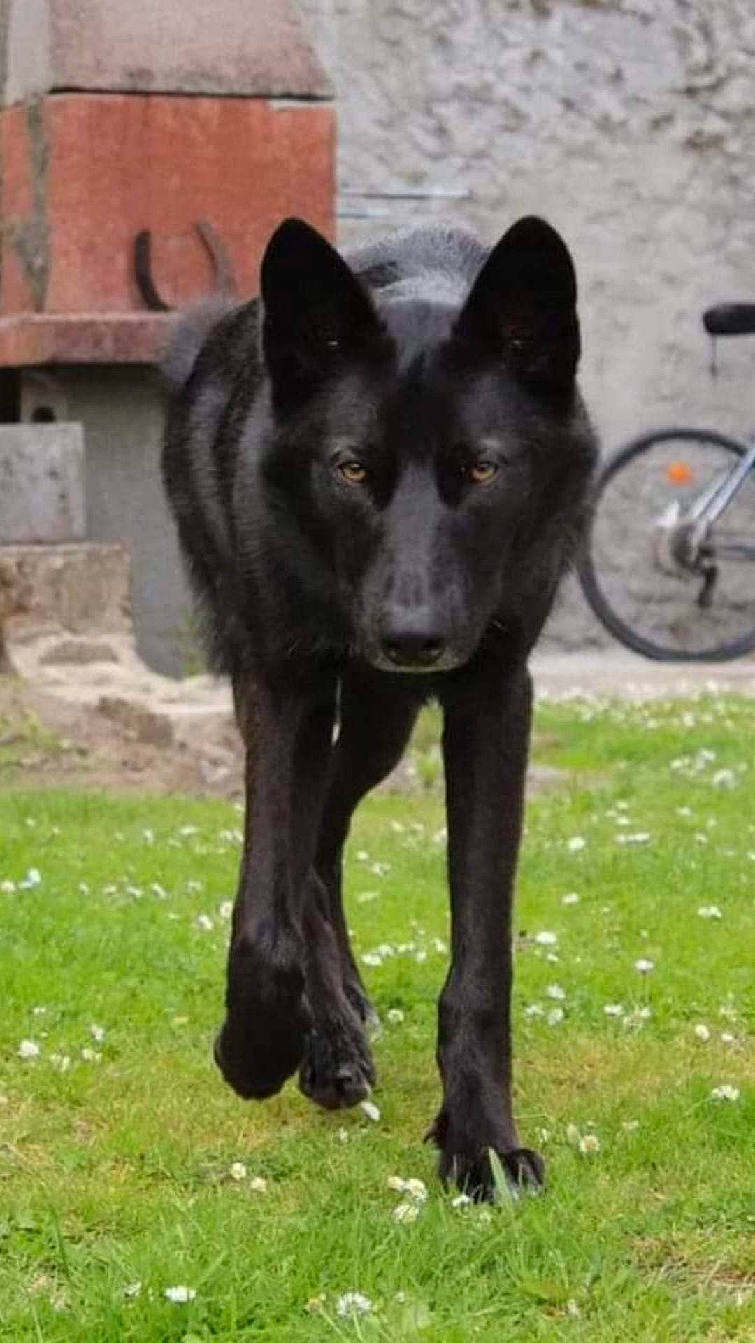 Shyva a rejoint le concours — aidez-le/la à gagner de superbes lots ! bicycle, bicycle_tire, bicycle_wheel, bicycle_wheel_rim, bicycles_equipment_and_supplies, black_norwegian_elkhound, canidae, canis, carnivore, dog, dog_breed, grass, snout, sporting_group, tail, terrestrial_animal, tire, vehicle, wheel, working_animal