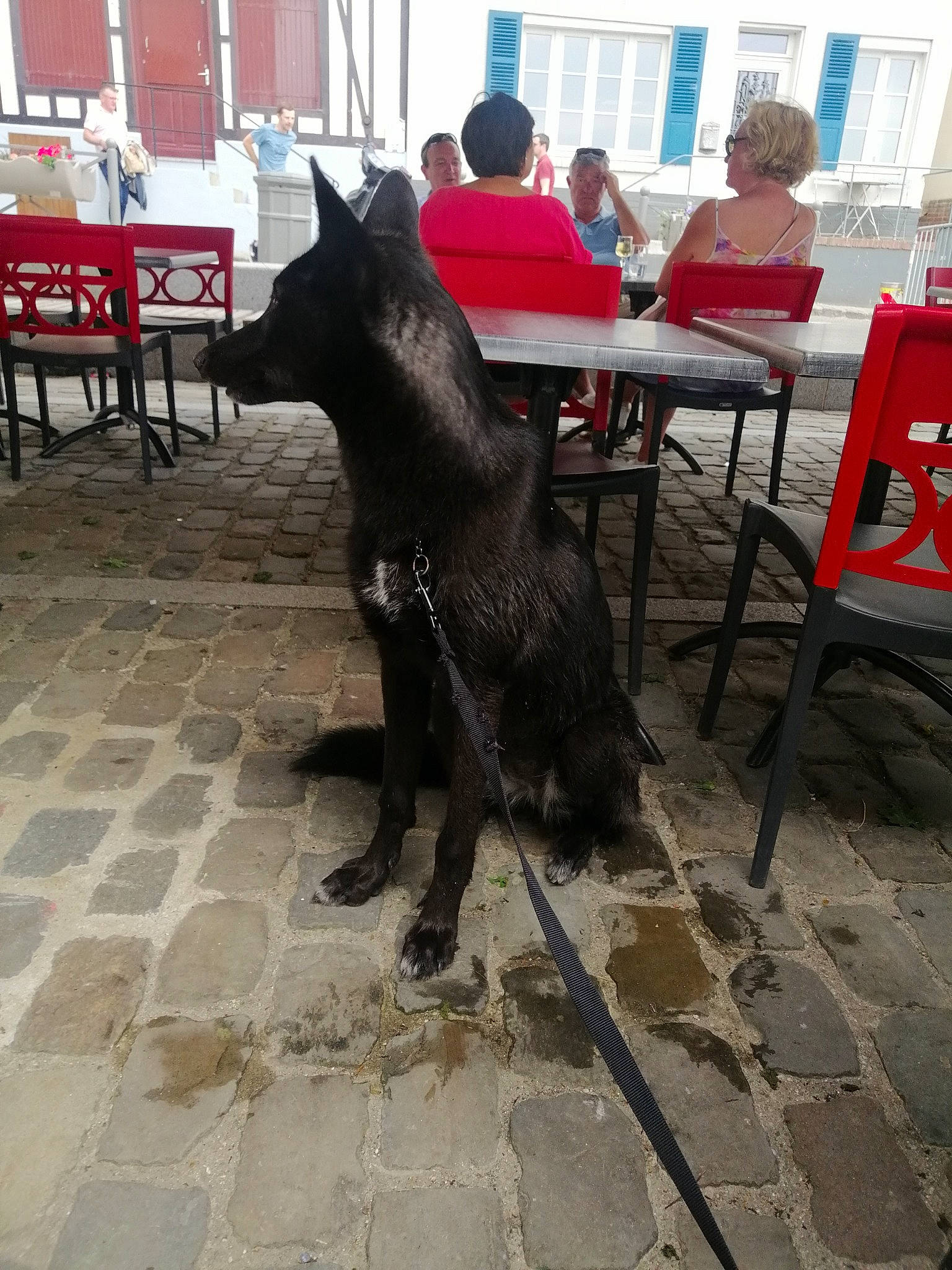 Shyva a rejoint le concours — aidez-le/la à gagner de superbes lots ! art, building, canidae, carnivore, chair, dog_breed, flooring, fur, metal, pedestrian, road_surface, sculpture, sidewalk, snout, sporting_group, statue, table, tail, window, working_animal