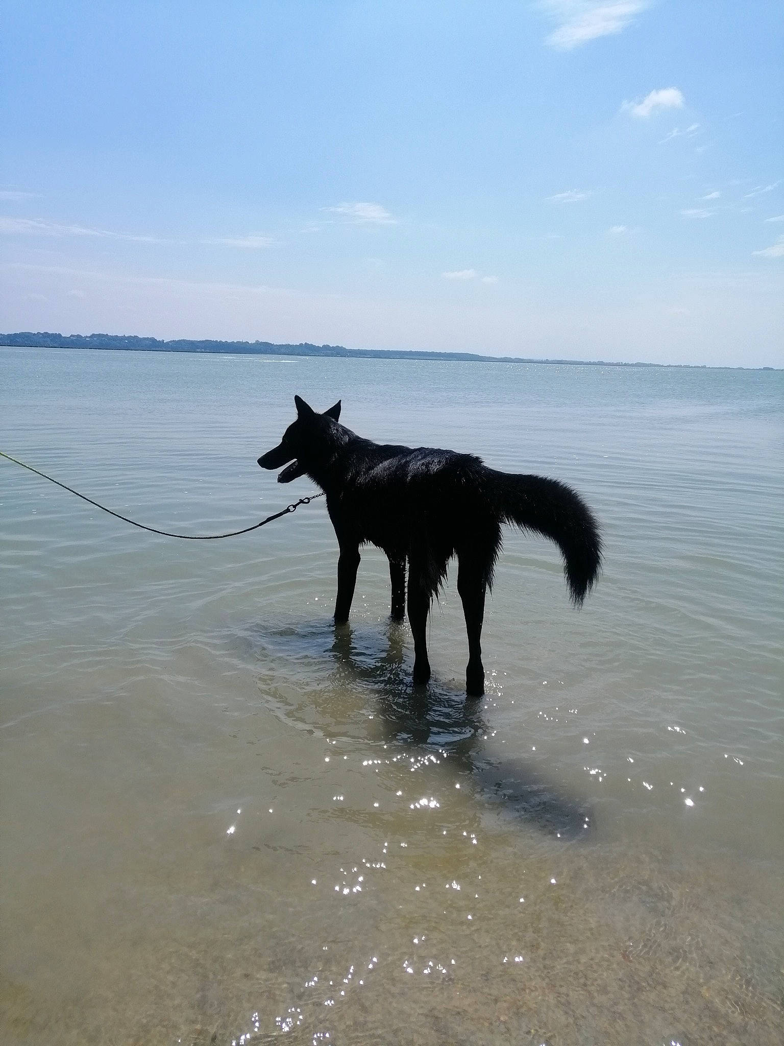 Shyva participe au concours pour gagner de l'argent avec cette photo : beach, canidae, carnivore, cloud, coast, dog, dog_breed, evening, guard_dog, horizon, lake, ocean, sky, sporting_group, tail, vertebrate, water, wave, wind_wave, working_animal