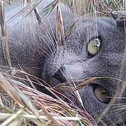 Swadow a rejoint le concours — aidez-le/la à gagner de superbes lots ! animal, camouflage, cat, close_up, ears, eyes, feline, fur, grass, grey_cat, muzzle, nature, nose, outdoor, pet, relaxed, resting, sleepy, whiskers, wildlife