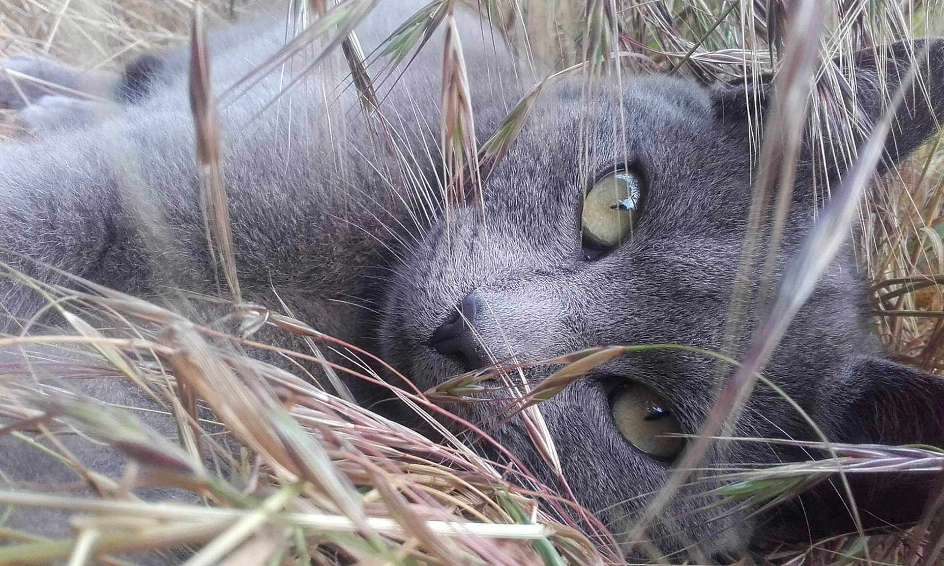Swadow a rejoint le concours — aidez-le/la à gagner de superbes lots ! animal, camouflage, cat, close_up, ears, eyes, feline, fur, grass, grey_cat, muzzle, nature, nose, outdoor, pet, relaxed, resting, sleepy, whiskers, wildlife