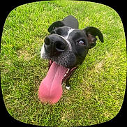 Pepper is registered to the contest to win money with this photo: dog, black_and_white, tongue_out, grass, outdoor, happy, pet, canine, close_up, wide_angle, playful, animal, muzzle, ears, nose, nature, summer, tongue, fur, friendly