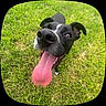 dog, black_and_white, tongue_out, grass, outdoor, happy, pet, canine, close_up, wide_angle, playful, animal, muzzle, ears, nose, nature, summer, tongue, fur, friendly