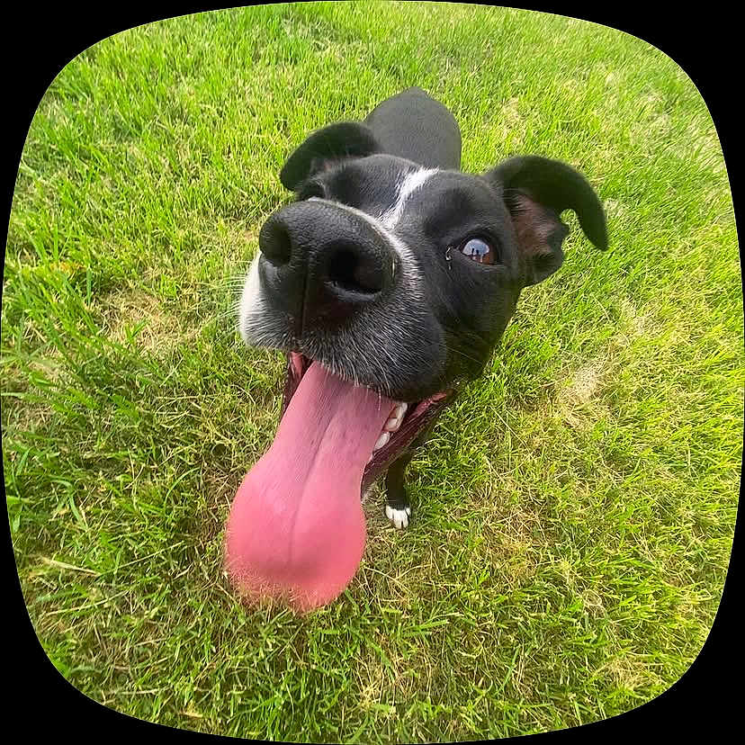 Pepper
