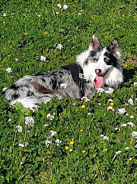 Talion a rejoint le concours — aidez-le/la à gagner de superbes lots ! australian_collie, australian_shepherd, border_collie, canidae, carnivore, companion_dog, dog, dog_breed, flower, grass, grass_family, herding_dog, mammal, plant, siberian_husky, vertebrate, welsh_sheepdog, working_dog