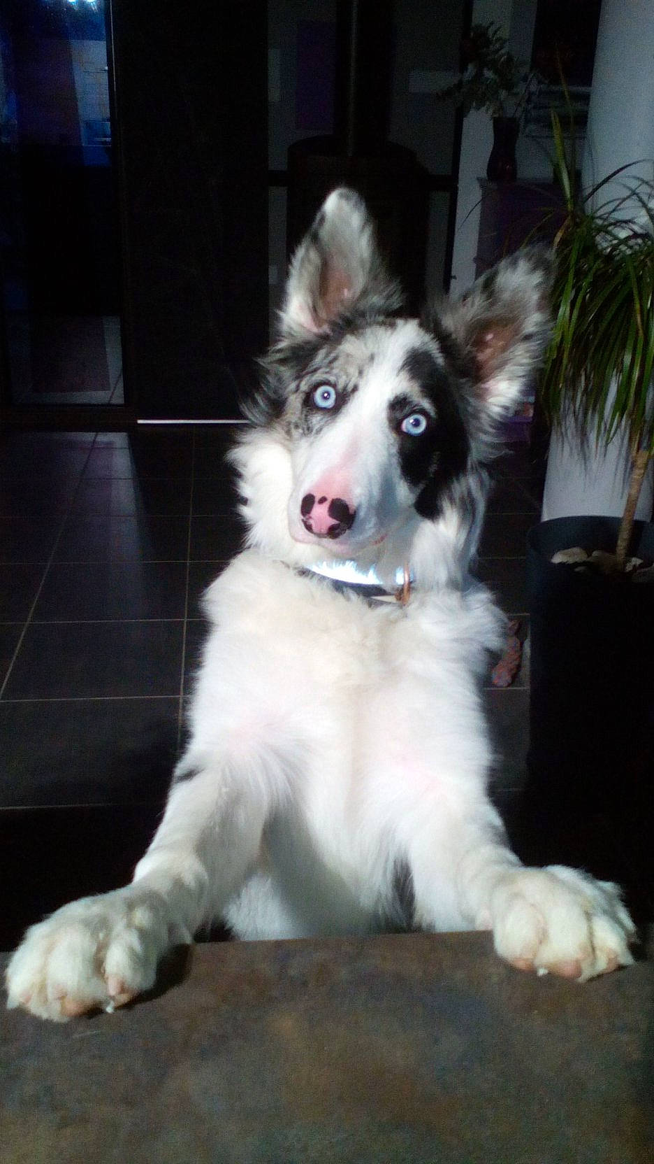 Talion a rejoint le concours — aidez-le/la à gagner de superbes lots ! australian_collie, australian_shepherd, border_collie, canidae, carnivore, dog, dog_breed, mammal, miniature_australian_shepherd, native_american_indian_dog, rare_breed_dog, siberian_husky, snout, sporting_group, thai_bangkaew_dog, vertebrate