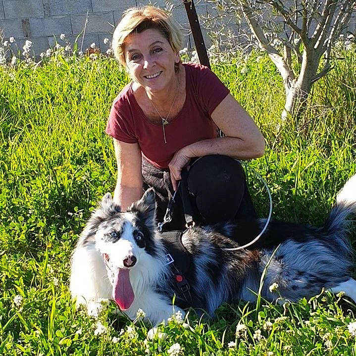 Talion participe au concours pour gagner de l'argent avec cette photo : australian_shepherd, border_collie, canidae, carnivore, companion_dog, dog, dog_breed, dog_walking, grass, herding_dog, mammal, miniature_australian_shepherd, rough_collie, shetland_sheepdog, siberian_husky, vertebrate