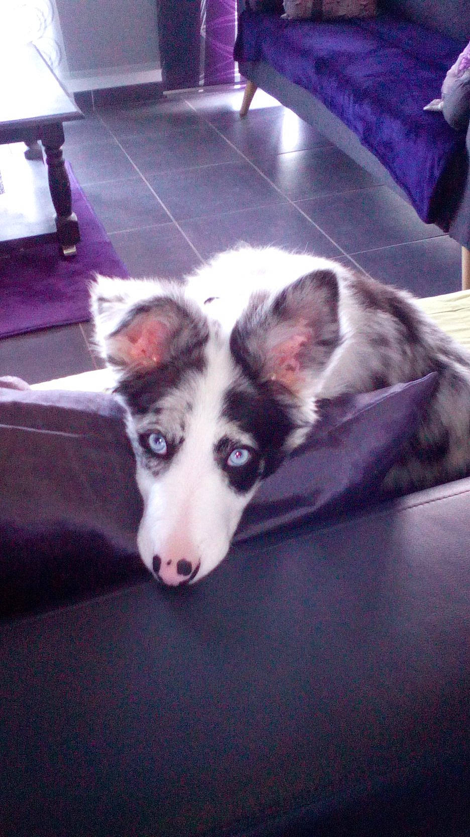 Talion a rejoint le concours — aidez-le/la à gagner de superbes lots ! canidae, carnivore, dog, dog_breed, ear, labrador_husky, mammal, sakhalin_husky, seppala_siberian_sleddog, siberian_husky, sled_dog, snout, vertebrate, working_dog