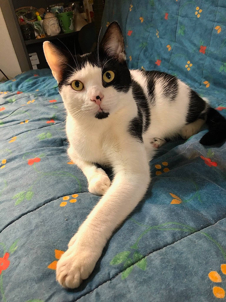 Raven participe au concours pour gagner de l'argent avec cette photo : carnivore, cat, claw, comfort, domestic_short_haired_cat, felidae, flooring, foot, fur, human_leg, paw, sitting, small_to_medium_sized_cats, snout, tail, tree, whiskers