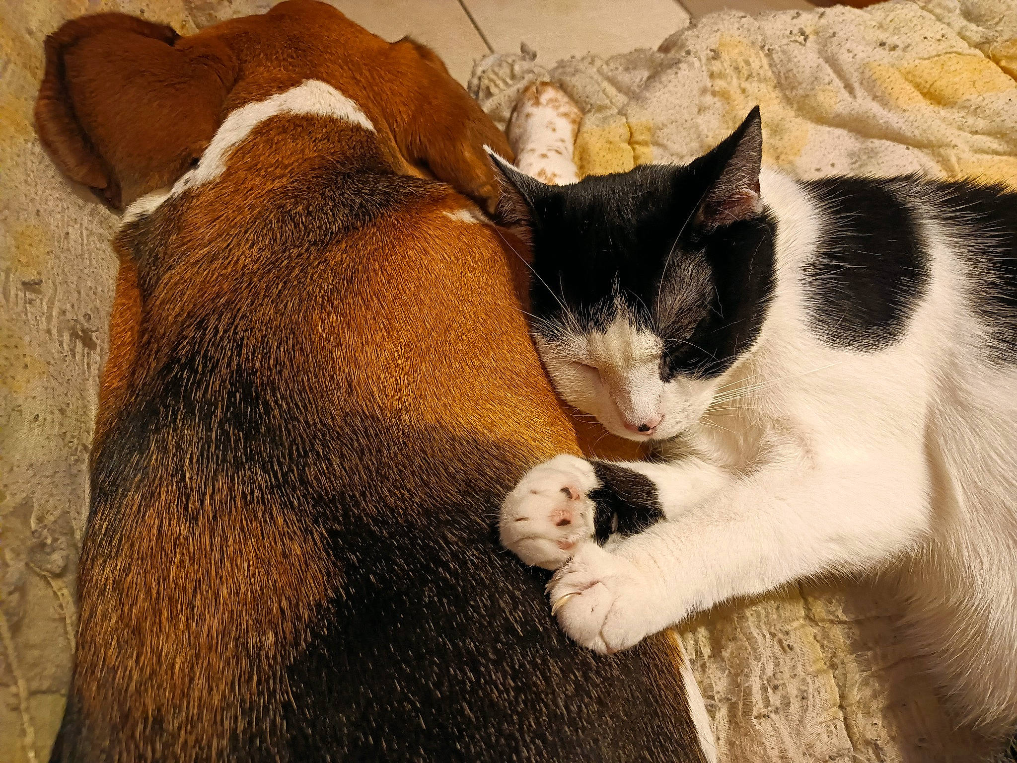 Raven participe au concours pour gagner de l'argent avec cette photo : carnivore, cat, claw, comfort, domestic_short_haired_cat, fawn, felidae, fur, grass, human_leg, nap, paw, sleep, small_to_medium_sized_cats, snout, tail, terrestrial_animal, whiskers, wood