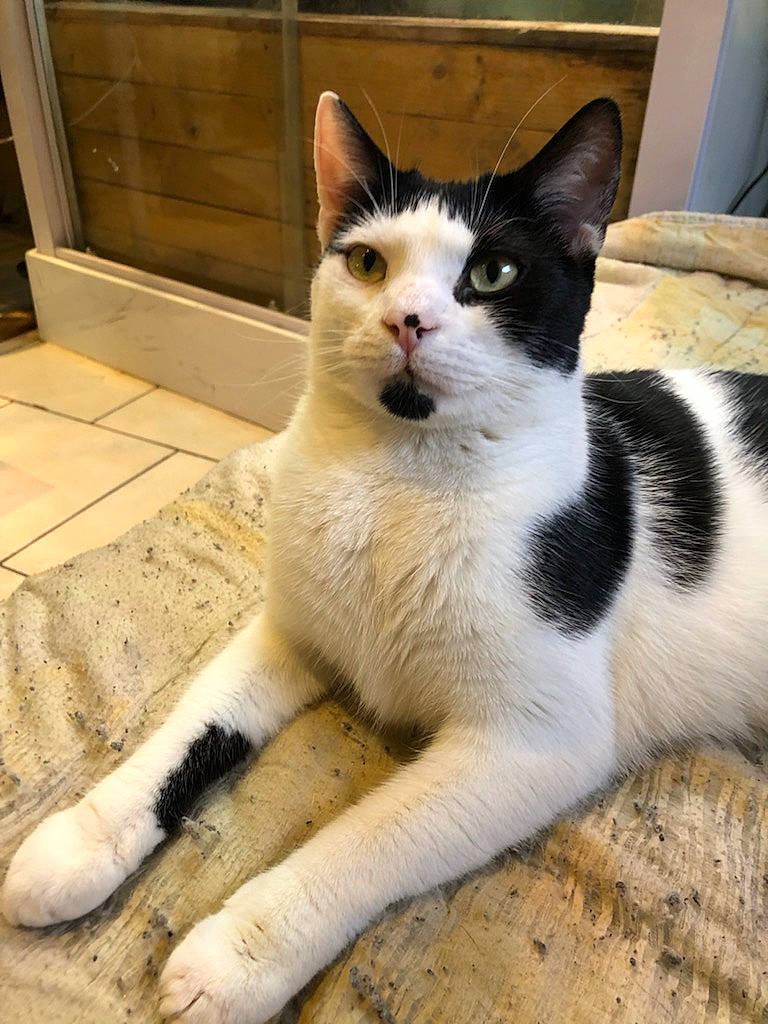 Raven participe au concours pour gagner de l'argent avec cette photo : carnivore, cat, claw, domestic_short_haired_cat, felidae, flooring, foot, fur, paw, small_to_medium_sized_cats, snout, tail, terrestrial_animal, whiskers