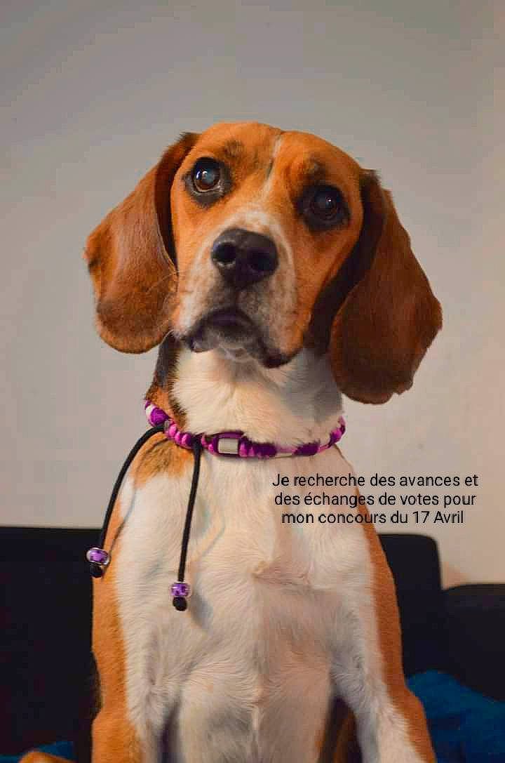 Jasmine a rejoint le concours — aidez-le/la à gagner de superbes lots ! beagle, beaglier, canidae, carnivore, collar, companion_dog, dog, dog_breed, dog_collar, fawn, hound, hunting_dog, pet_supply, puppy, scent_hound, snout, sporting_group, toy, whiskers, working_animal