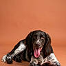 dog, pet, portrait, long_hair, brown_and_white, lying_down, tongue_out, floppy_ears, paws, studio, orange_background, terracotta, photography, animal, canine, relaxed, looking_at_camera, black_fur, white_fur, posed