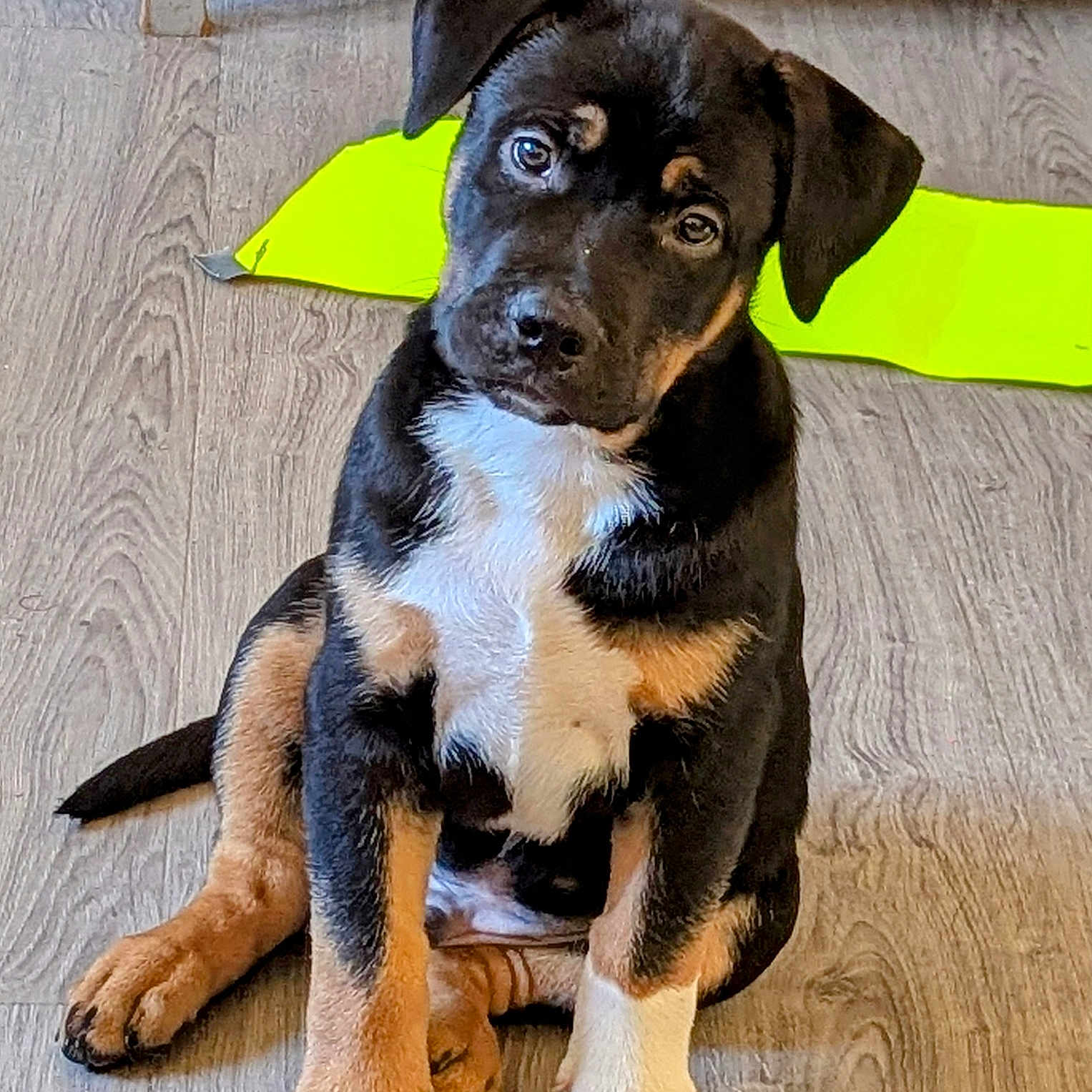 Runtsky joined the competition — help win amazing prizes! accessories, animal, appenzeller, beagle, boxer, bulldog, canine, dog, dogbed, hardwood, hound, husky, indoors, interiordesign, labradorretriever, pet, policedog, puppy, snout, wood