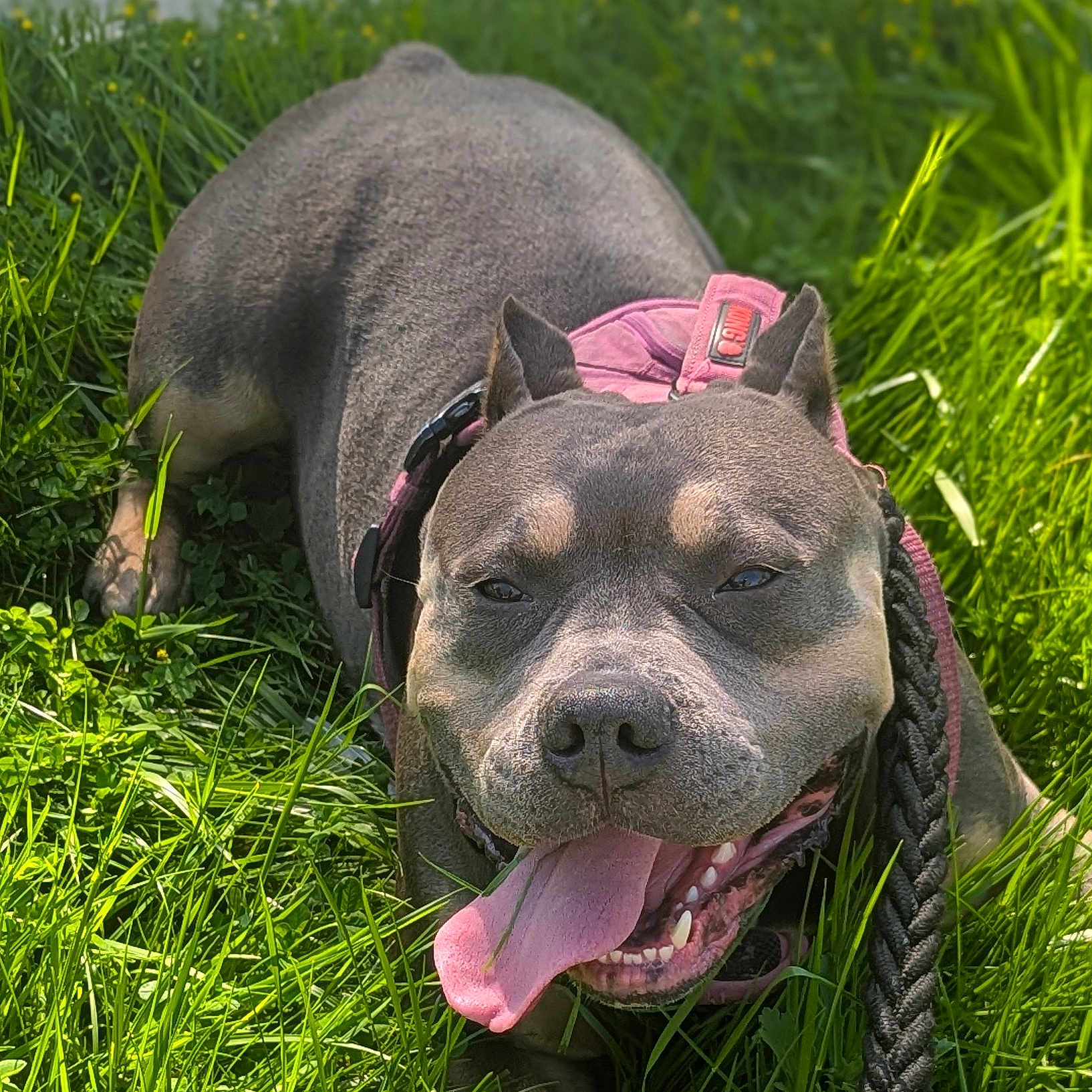Luna joined the competition — help win amazing prizes! animal, bodypart, bulldog, canine, dog, field, frenchbulldog, grass, grassland, green, lawn, mouth, nature, outdoors, person, pet, pitbull, plant, puppy, purple