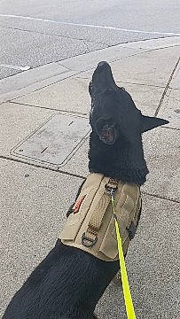 Havoc is registered to the contest to win money with this photo: asphalt, canidae, carnivore, collar, companion_dog, dog, dog_breed, dog_collar, dog_walking, fashion_accessory, fur, leash, pet_supply, road_surface, shadow, sidewalk, snout, sporting_group, tail, working_animal