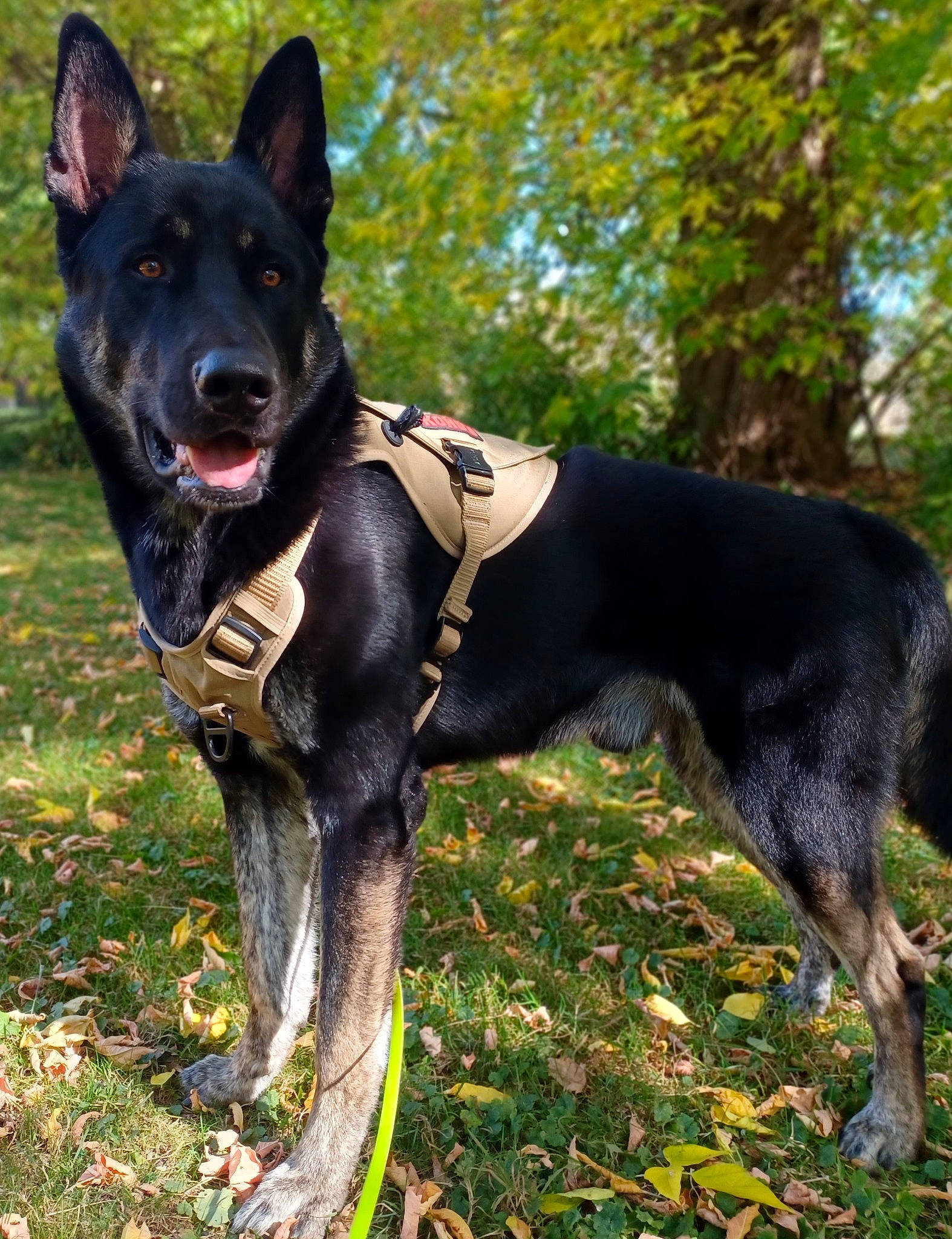 Havoc joined the competition — help win amazing prizes! canidae, carnivore, collar, companion_dog, dog, dog_breed, dog_collar, dog_supply, grass, guard_dog, hunting_dog, non_sporting_group, plant, recreation, snout, sporting_group, terrestrial_animal, tree, working_animal, working_dog