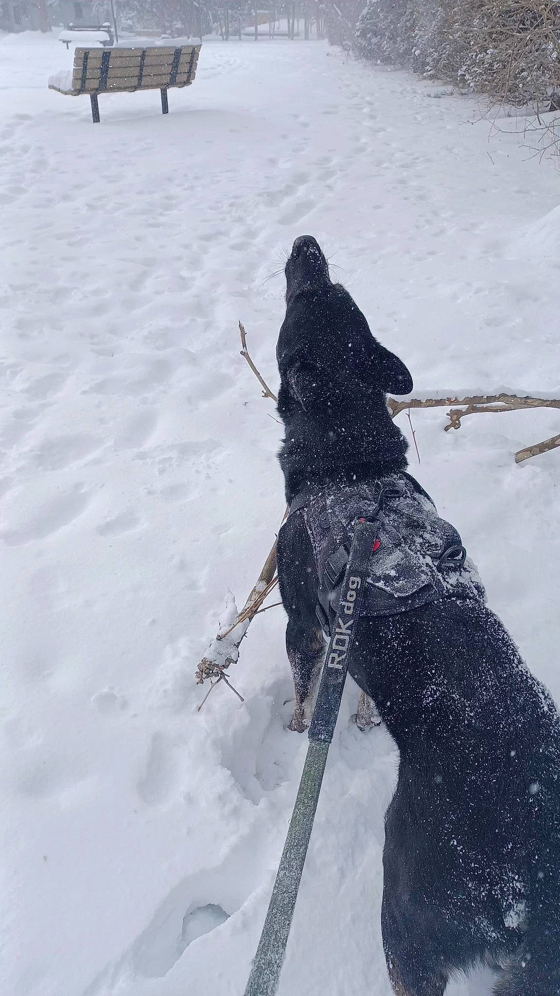 Havoc is registered to the contest to win money with this photo: arctic, automotive_tire, dog_breed, freezing, fun, geological_phenomenon, glacial_landform, ice_cap, landscape, piste, precipitation, recreation, shadow, slope, snow, van, window, winter, winter_sport, winter_storm