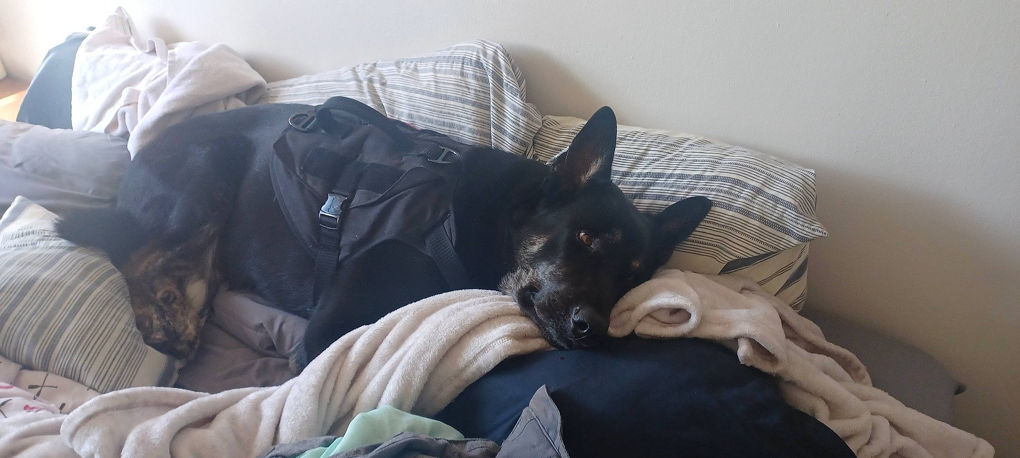 Havoc joined the competition — help win amazing prizes! bed, canidae, carnivore, comfort, companion_dog, couch, dog, dog_breed, fawn, felidae, fur, grey, guard_dog, linens, nap, small_to_medium_sized_cats, sporting_group, toy_dog, whiskers, working_animal