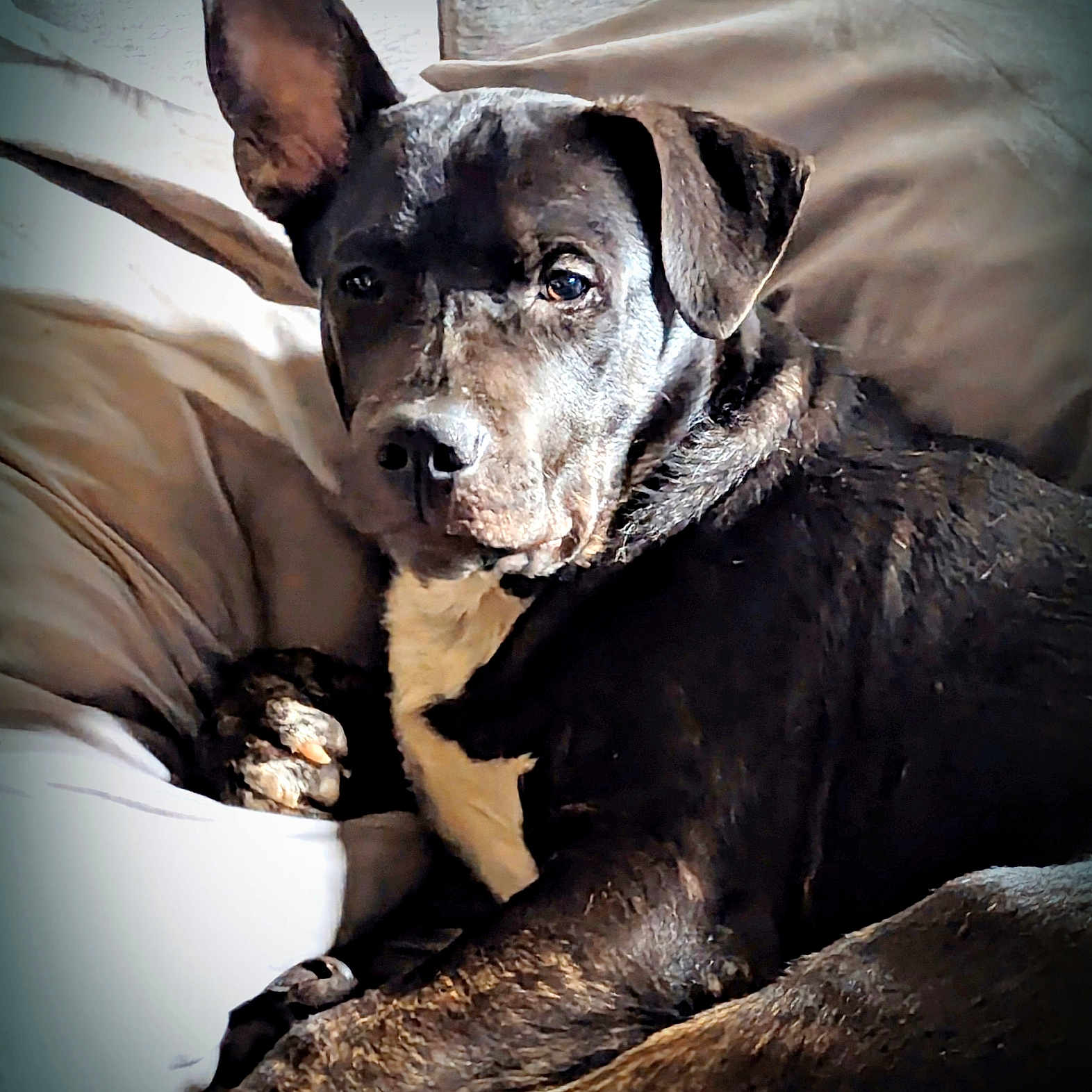 Tank joined the competition — help win amazing prizes! animal, brindle, canine, companion, couch, cozy, dog, domestic, ear_up, fur, home, indoor, laying, mammal, paw, pet, portrait, relaxed, resting, snout