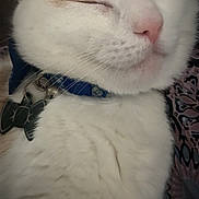 Patches is registered to the contest to win money with this photo: cat, sleeping, white_fur, orange_fur, collar, pet, close_up, whiskers, relaxed, indoor, feline, cute, tag, soft, resting, peaceful, animal, fur, face, nose