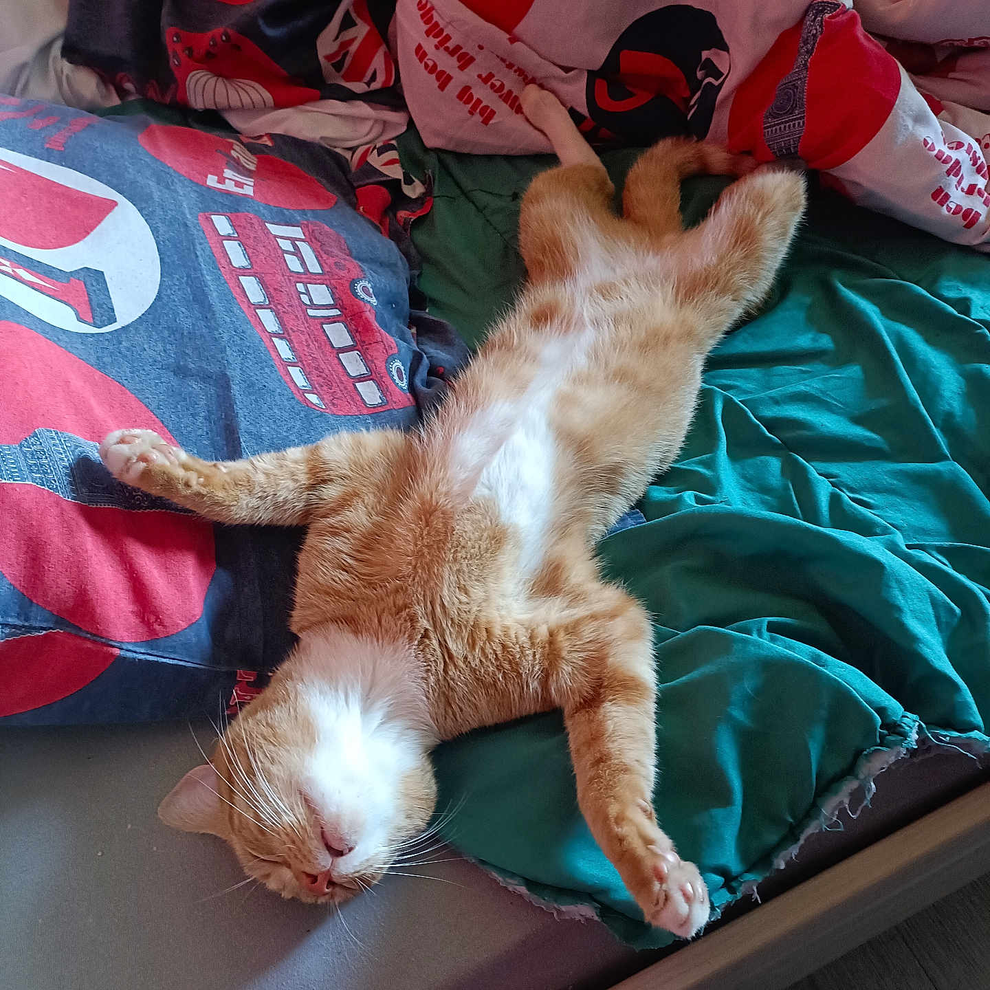 Tigrou a rejoint le concours — aidez-le/la à gagner de superbes lots ! abyssinian, animal, baby, bed, bedroom, blanket, cat, couch, cushion, furniture, homedecor, indoors, kitten, manx, person, pet, pillow, quilt, room, sleeping