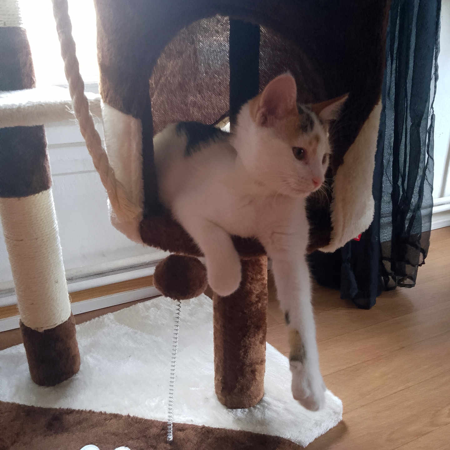 Stella participe au concours pour gagner de l'argent avec cette photo : abyssinian, animal, architecture, armchair, building, cat, chair, couch, furniture, hardwood, homedecor, indoors, kitten, livingroom, manx, pet, plywood, room, siamese, wood