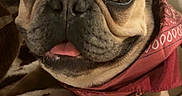 Syd joined the competition — help win amazing prizes! animal, bandana, blanket, close_up, cozy, cute, dog, ears, face, french_bulldog, fur, home, indoor, kitchen, lamp, paw, pet, resting, smiling, tongue_out