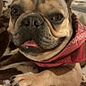 animal, bandana, blanket, close_up, cozy, cute, dog, ears, face, french_bulldog, fur, home, indoor, kitchen, lamp, paw, pet, resting, smiling, tongue_out